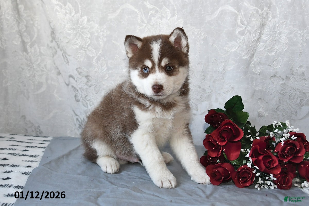 Pomsky dogs Alex - Ad 17