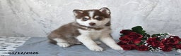 Pomsky dogs for sale: Alex - Ad 1