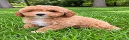 Miniature Poodle dogs for sale: Macy - Ad 3