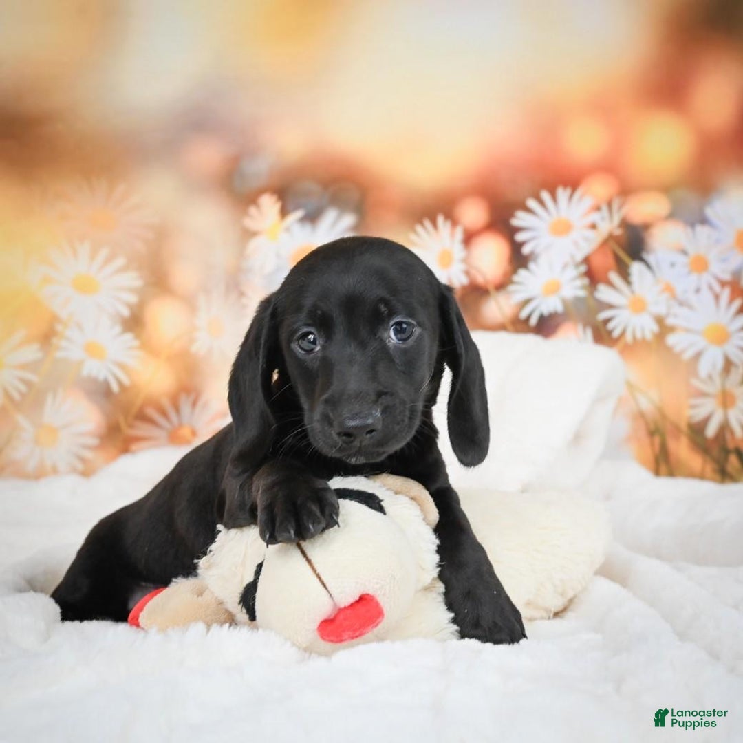 Gallery Image {{count}}