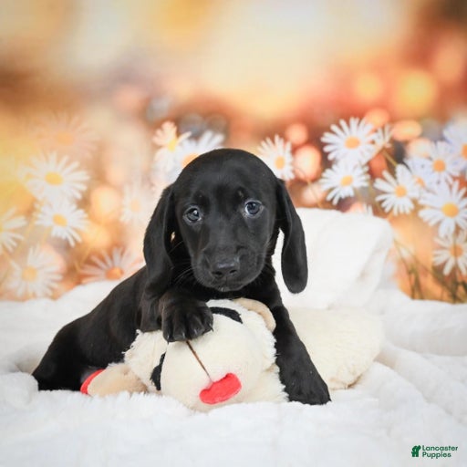 Gallery Image {{count}}