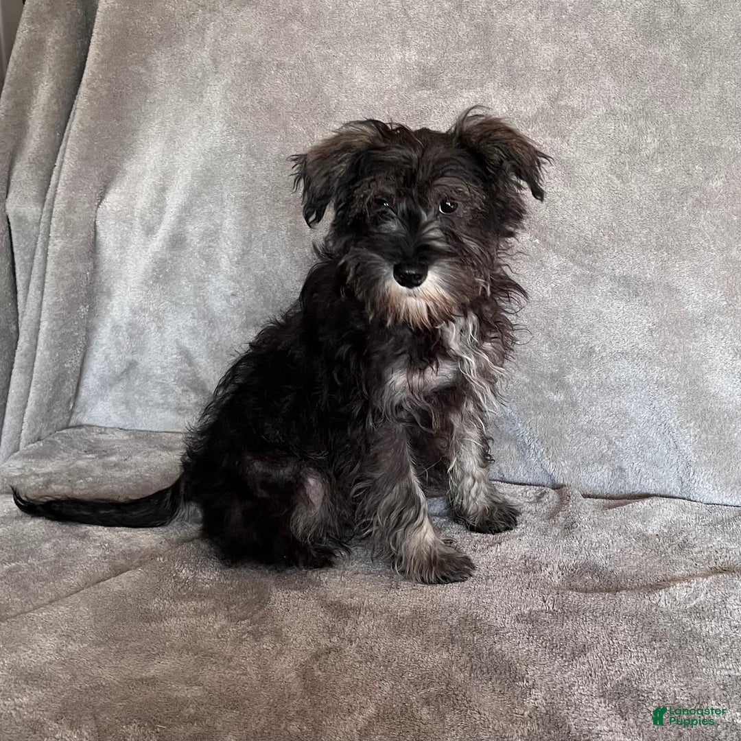Miniature Schnauzer dogs for sale: Riley - Ad 2