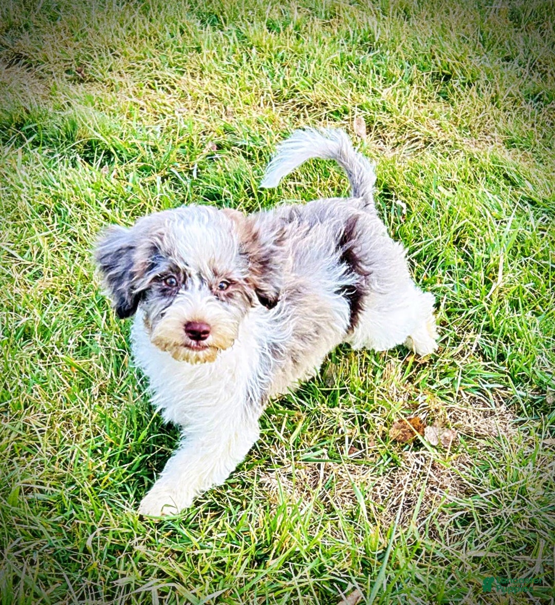 Havapoo dogs for sale: Pixie - Ad 6