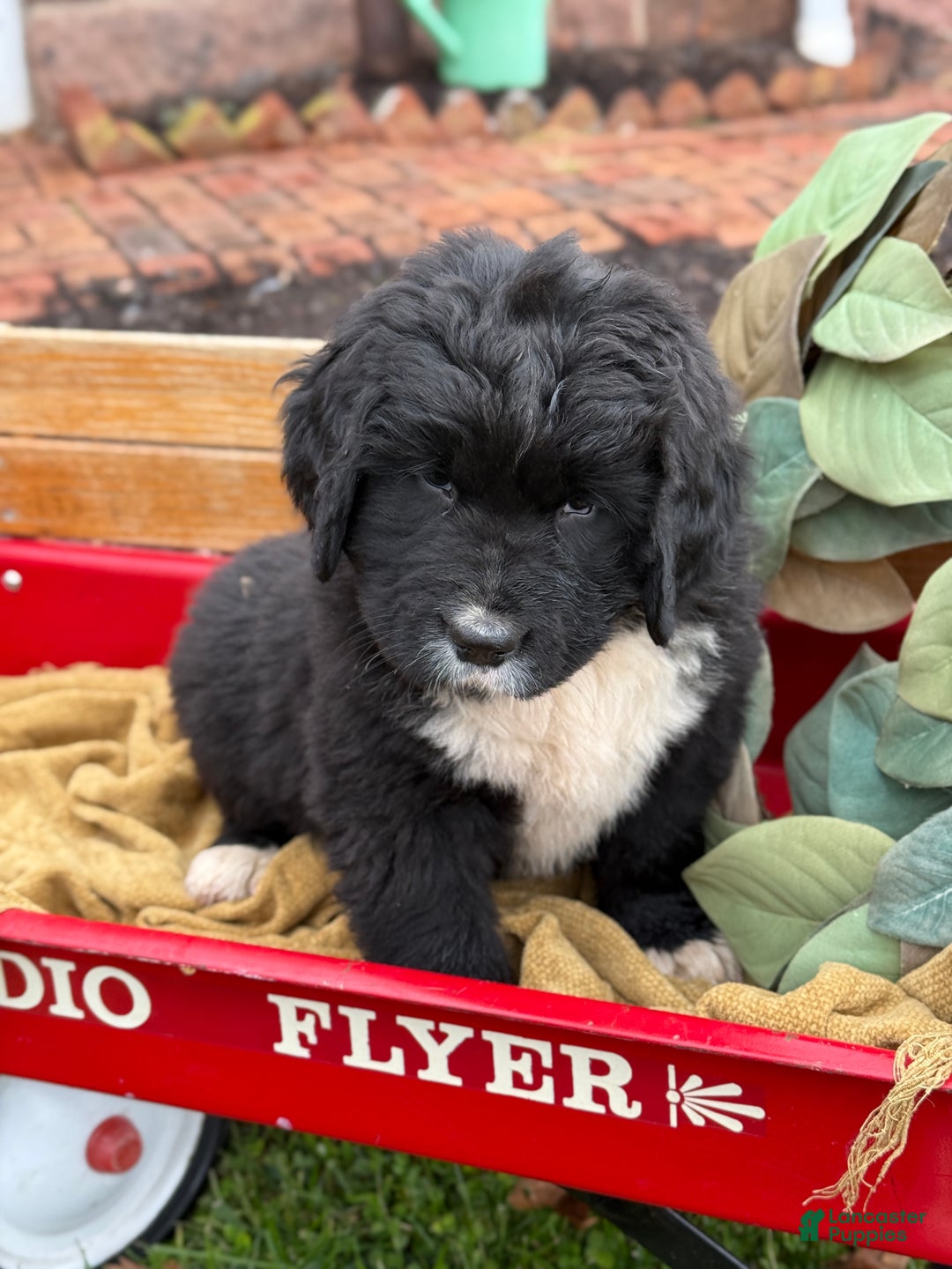 Mixed Breed dogs for sale: Willow - Ad 1