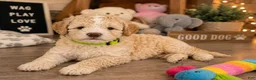 Mixed Breed dogs for sale: Male 1 - Ad 3