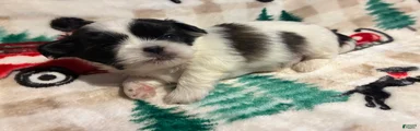 Shih Tzu 3 reserved 