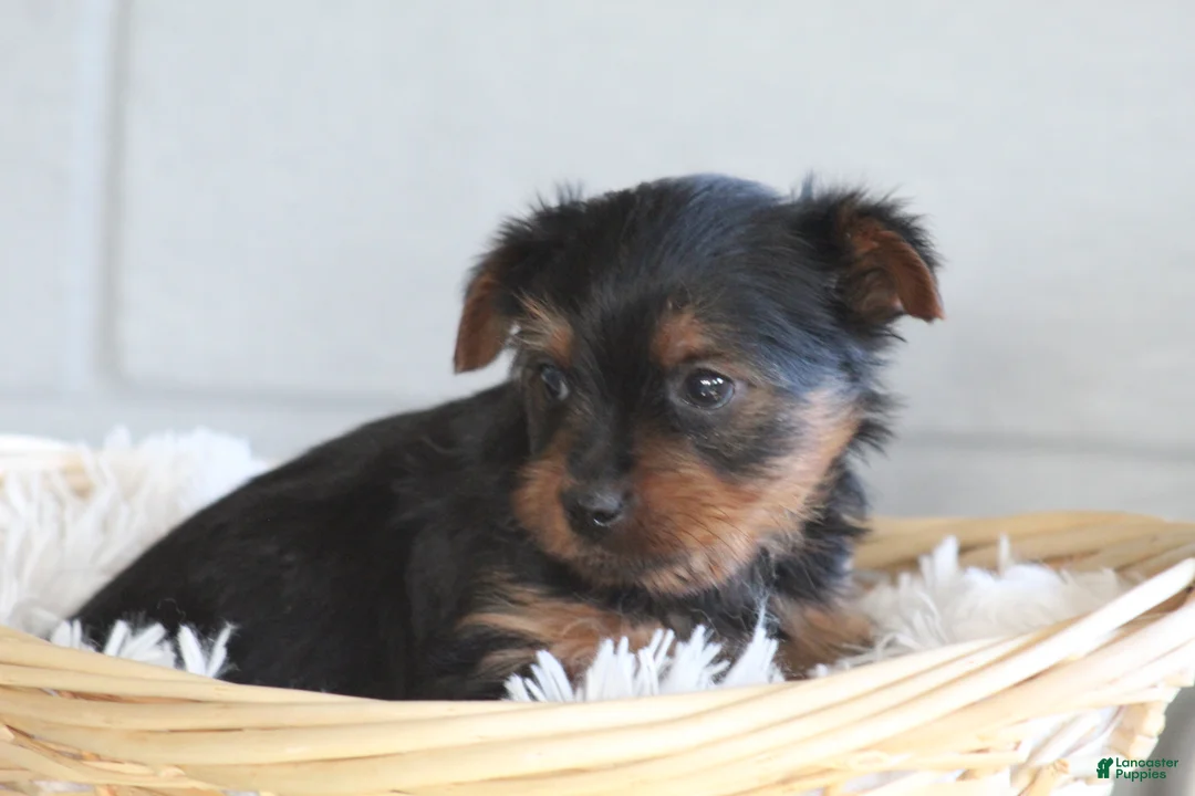 Yorkshire Terrier dogs for sale: Yorkshire Terrier Puppy 1 - Ad 2