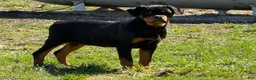 Rottweiler dogs for sale: Wanda - Ad 3