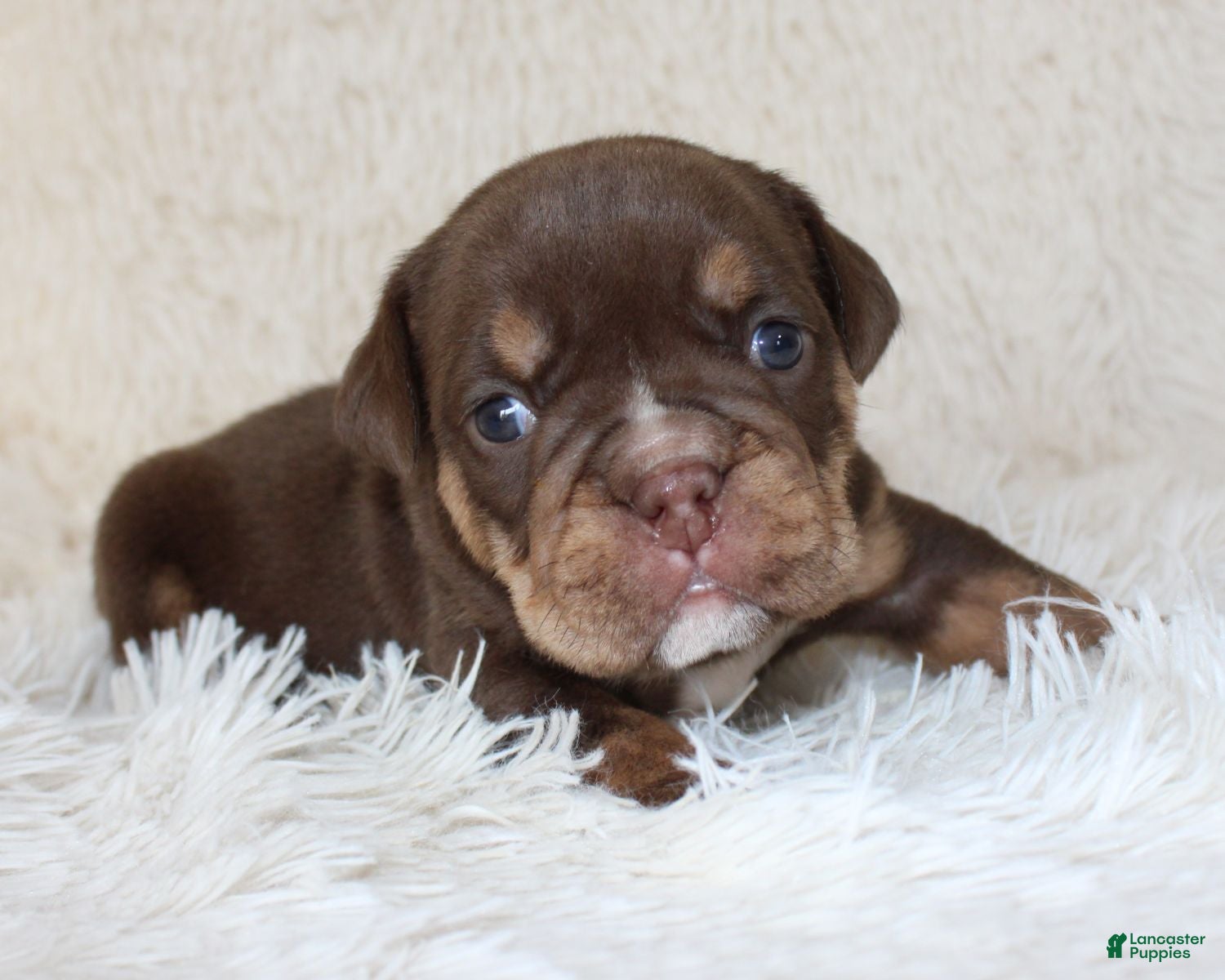 English Bulldog dogs Mia - Ad 1