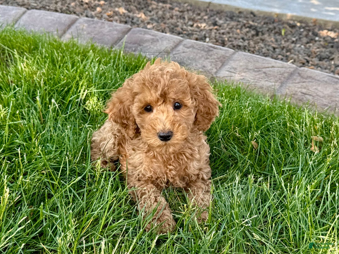 Cockapoo dogs for sale: Howie - Ad 8