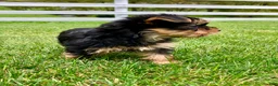 Yorkshire Terrier dogs for sale: Autumn - Ad 9