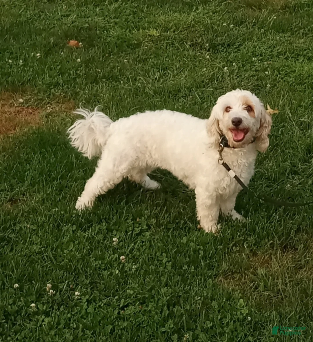 Cavapoo dogs for sale: Sugar - Ad 2