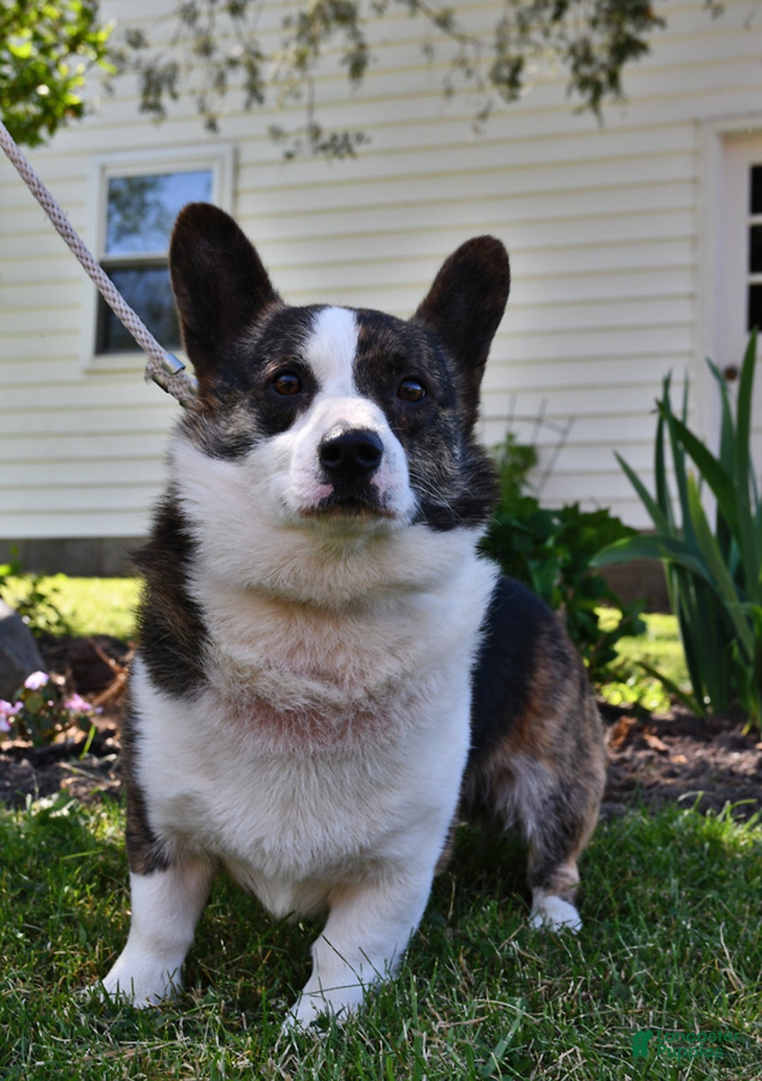 Mixed Breed dogs for sale: Jasmine - Ad 7