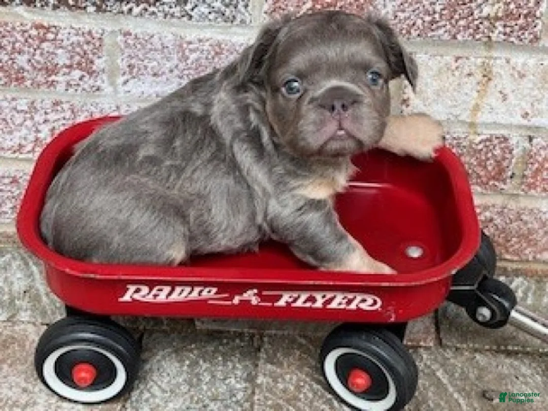 French Bulldog dogs for sale: Oscar - Ad 6