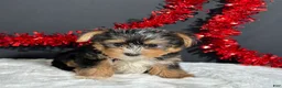 Yorkshire Terrier dogs for sale: Luke - Ad 2