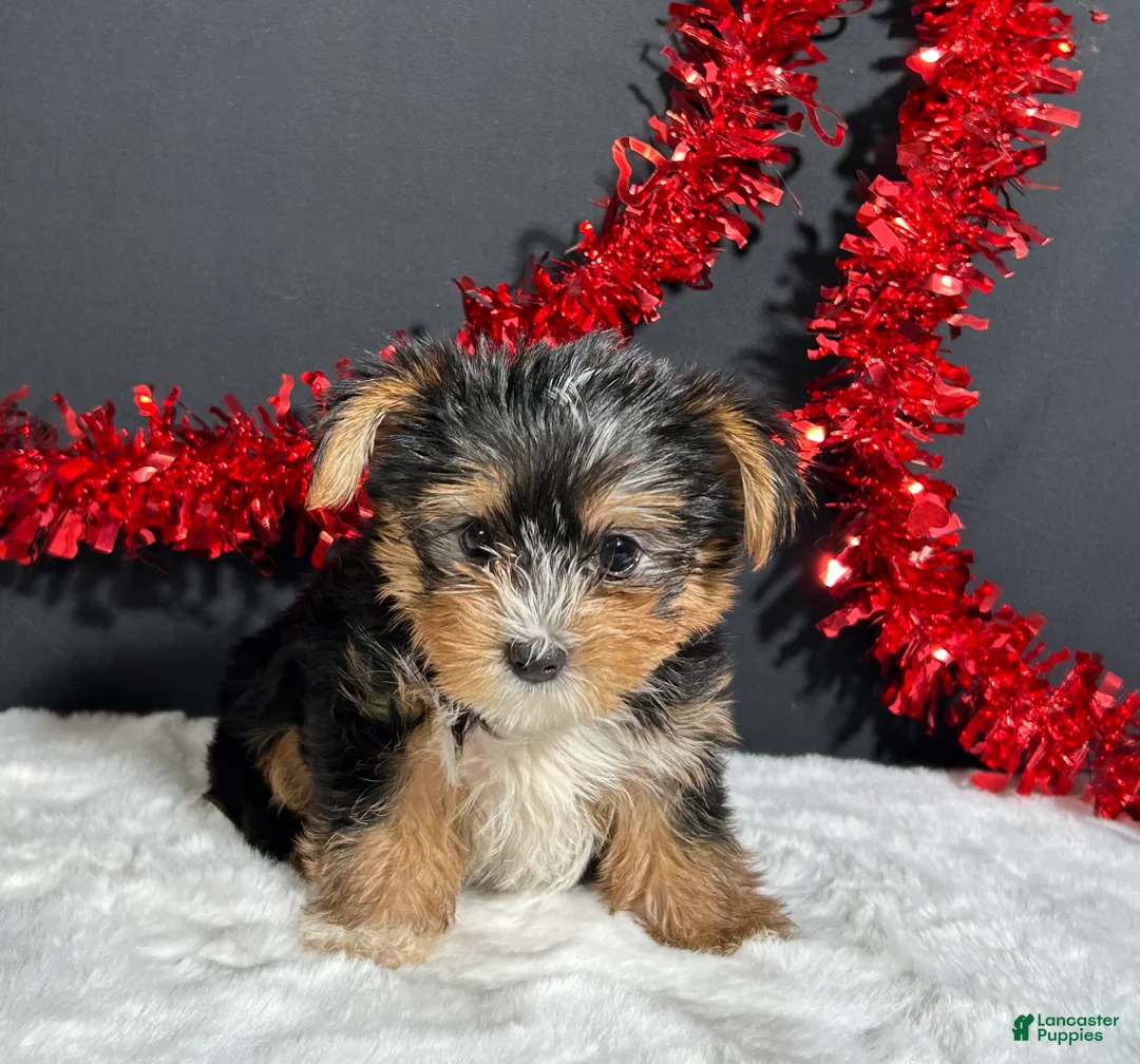 Yorkshire Terrier dogs for sale: Luke - Ad 2