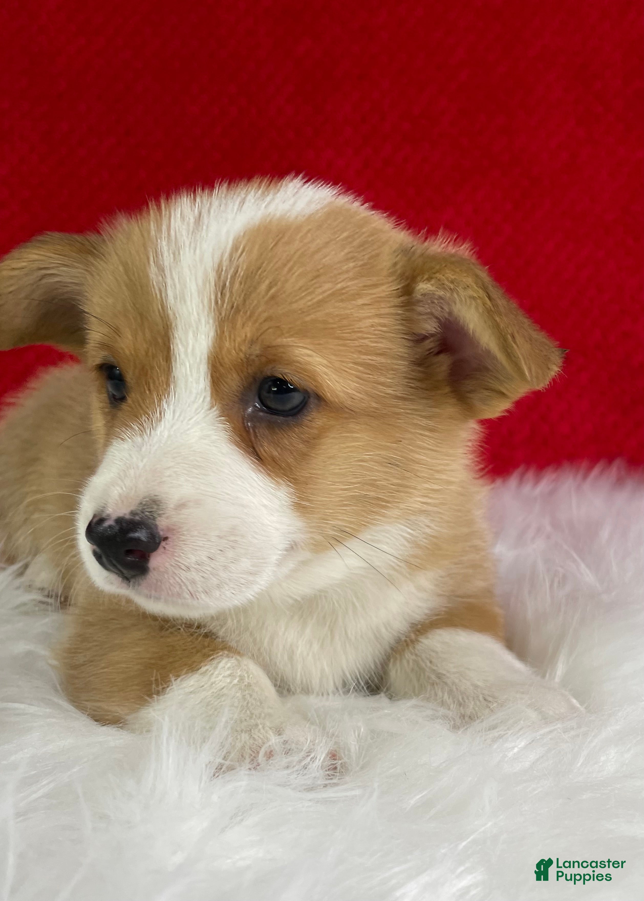 Welsh Corgi Pembroke dogs Louie - Ad 2
