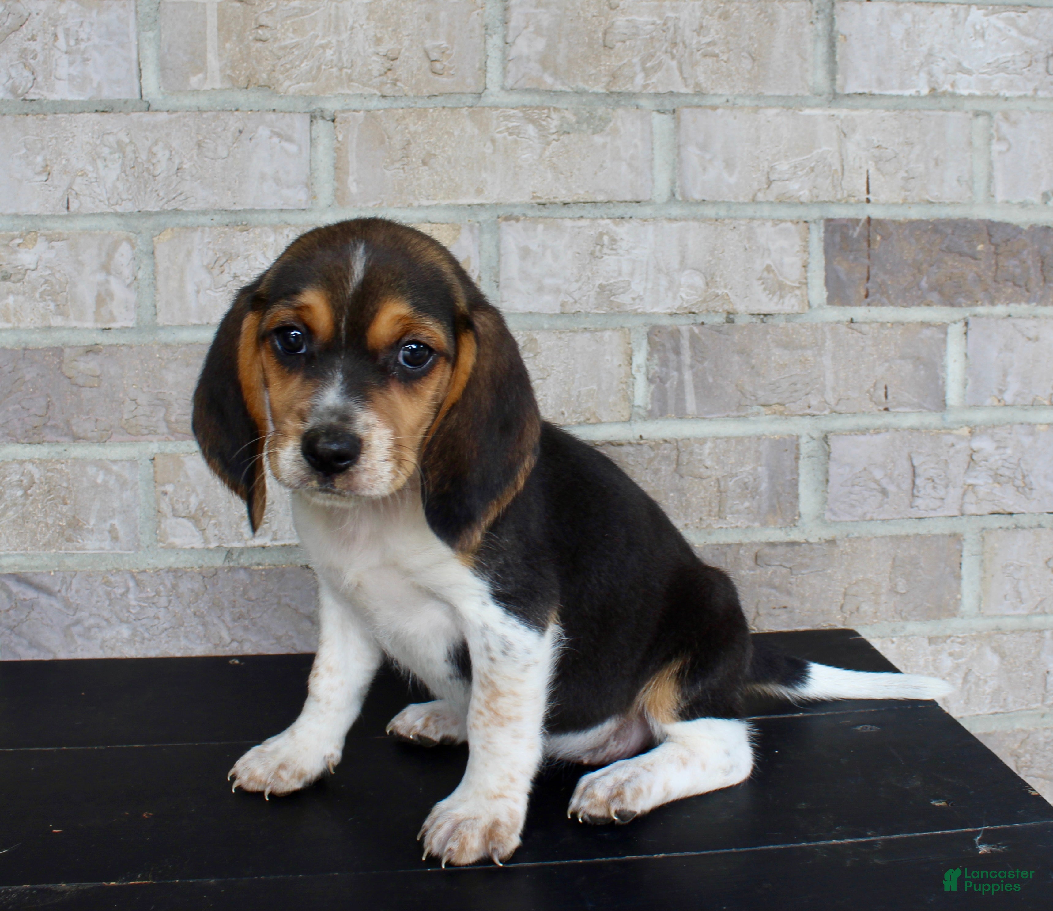 Beagle dogs Buttercup  - Ad 1