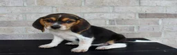 Beagle dogs for sale: Buttercup  - Ad 1