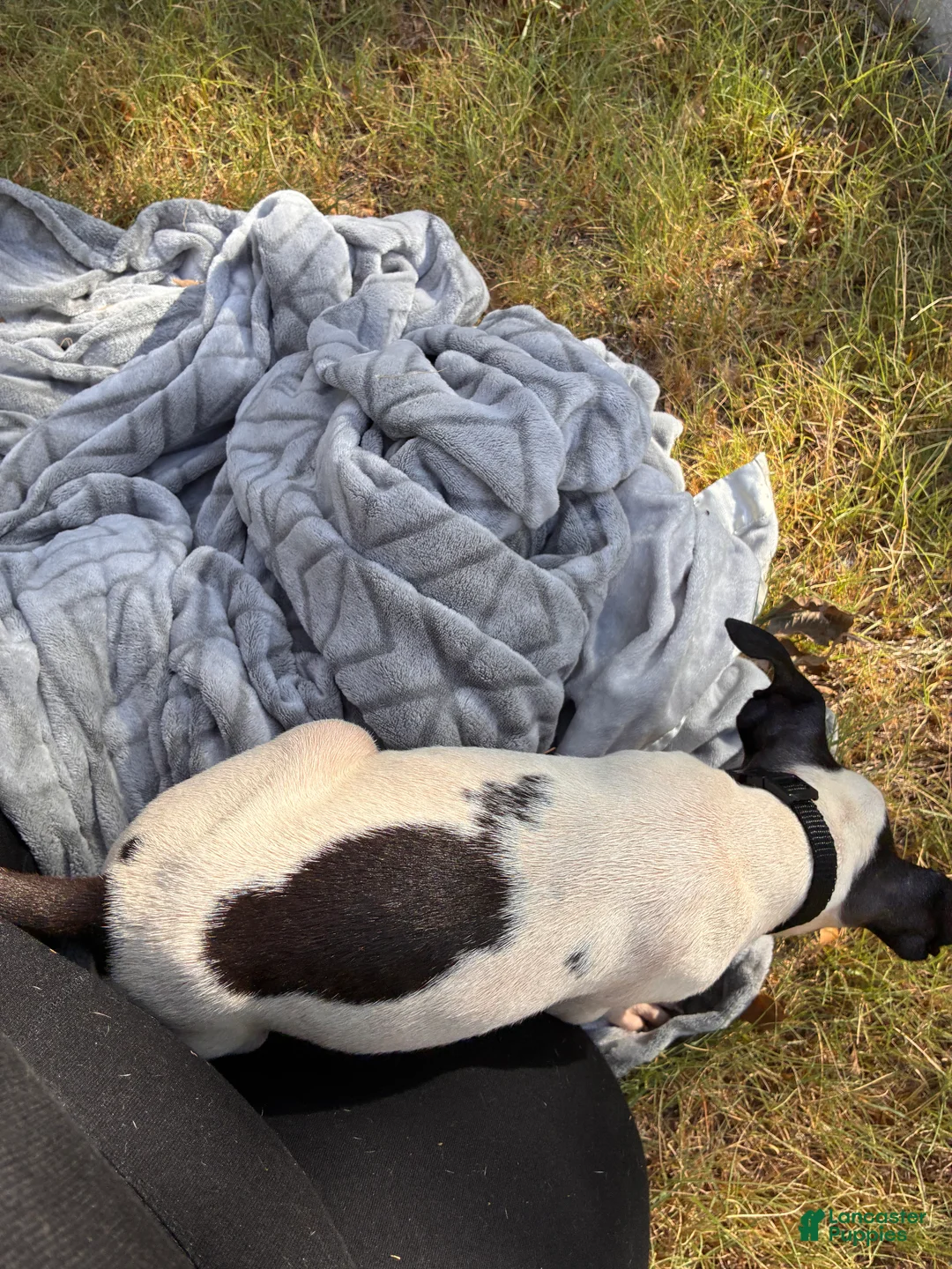 American Bully dogs for sale: Zara - Ad 2