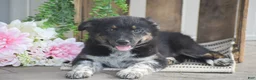 Mixed Breed dogs for sale: Brook - Ad 6