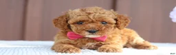 Toy Poodle dogs for sale: Caramel  - Ad 4