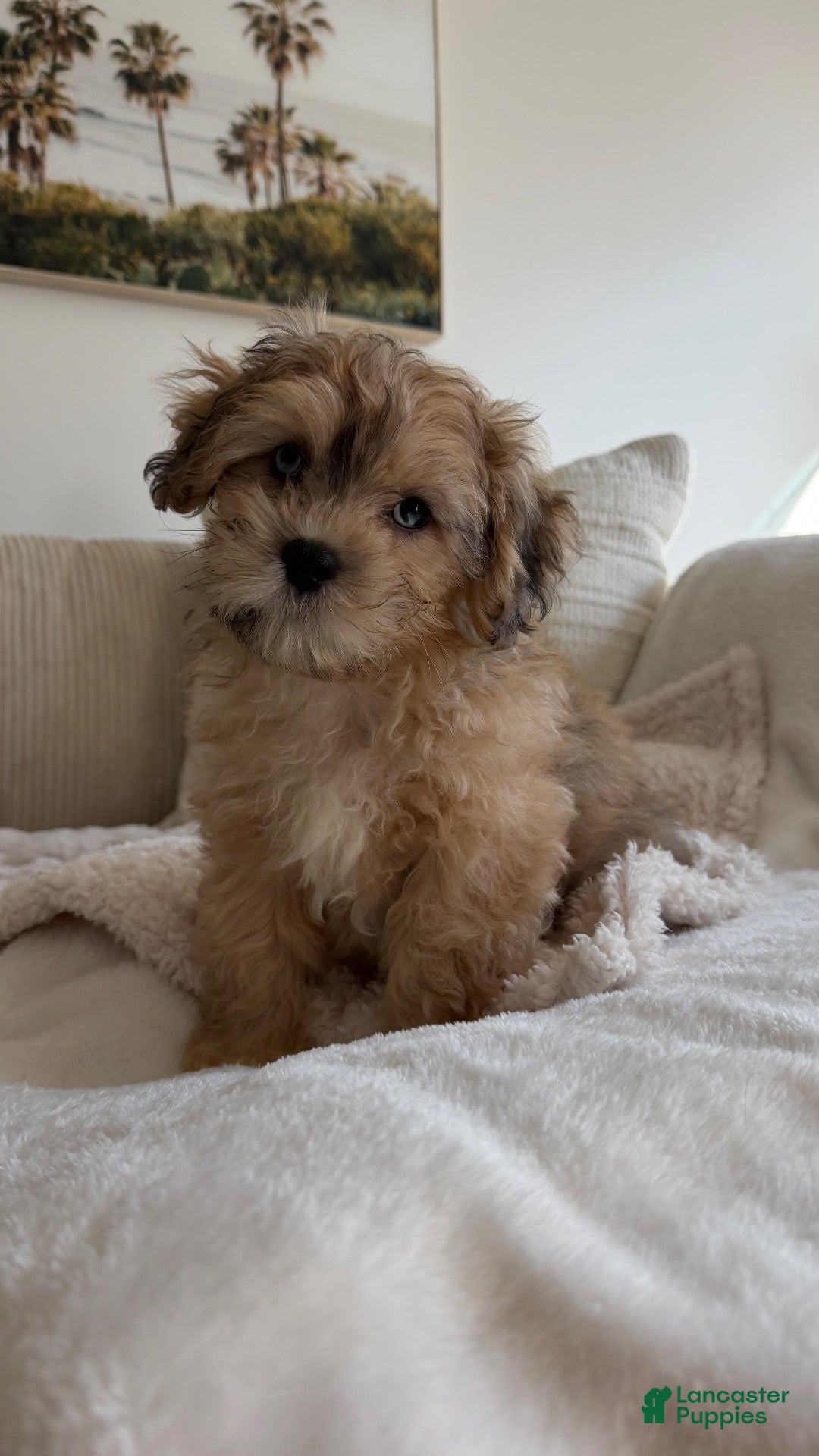 Shihpoo dogs Angelo - Ad 8