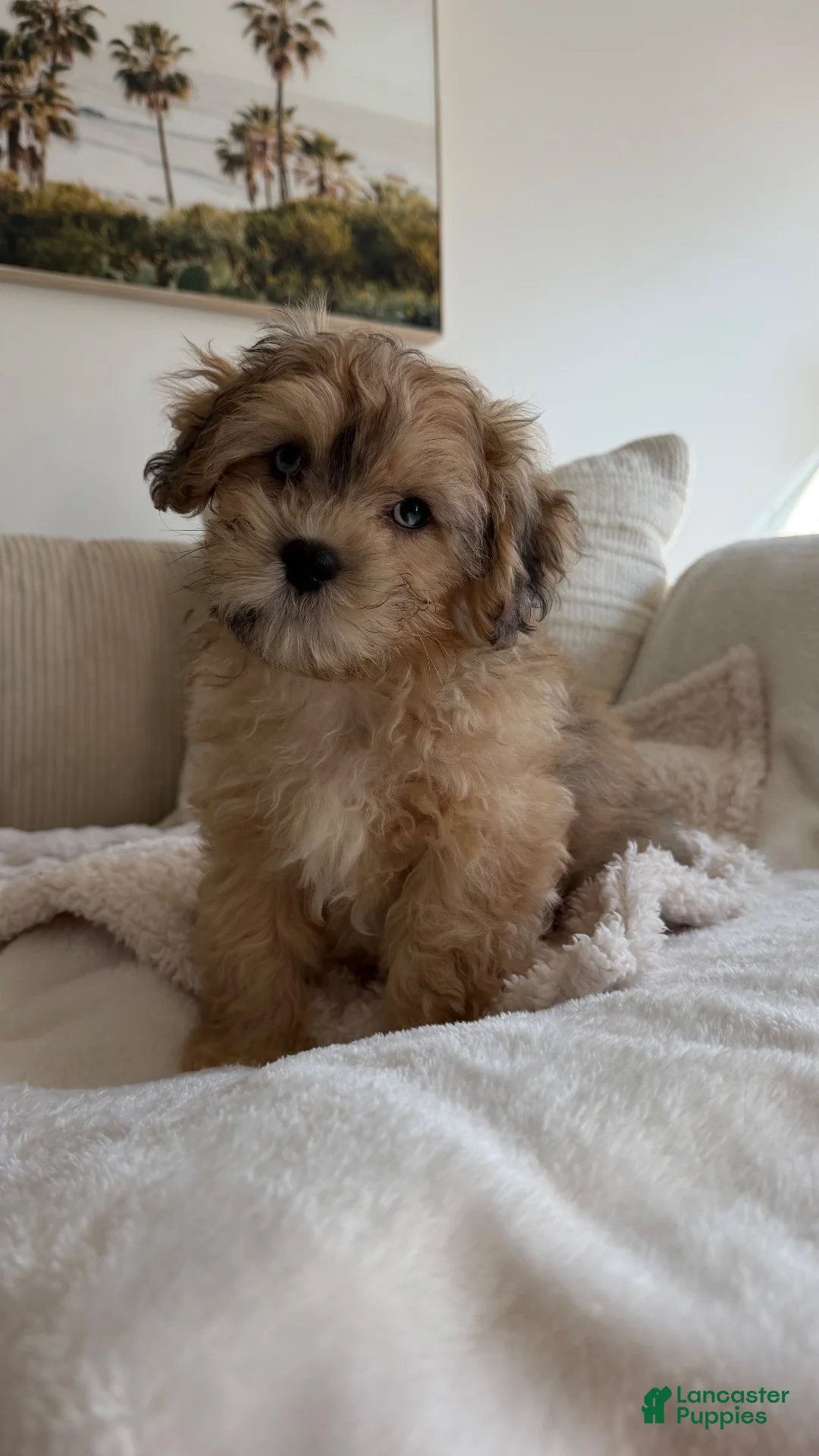 Shihpoo dogs for sale: Angelo - Ad 1