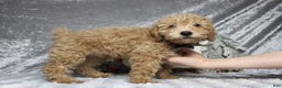 Toy Poodle dogs for sale: Buckeye - Ad 7