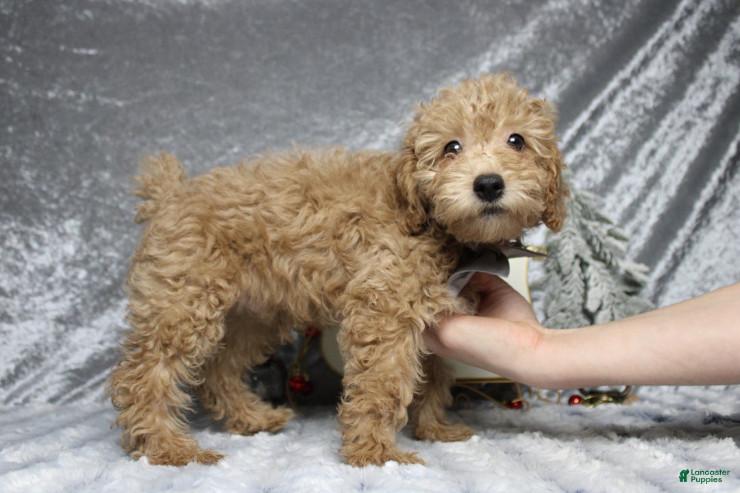 Toy Poodle dogs for sale: Buckeye - Ad 7