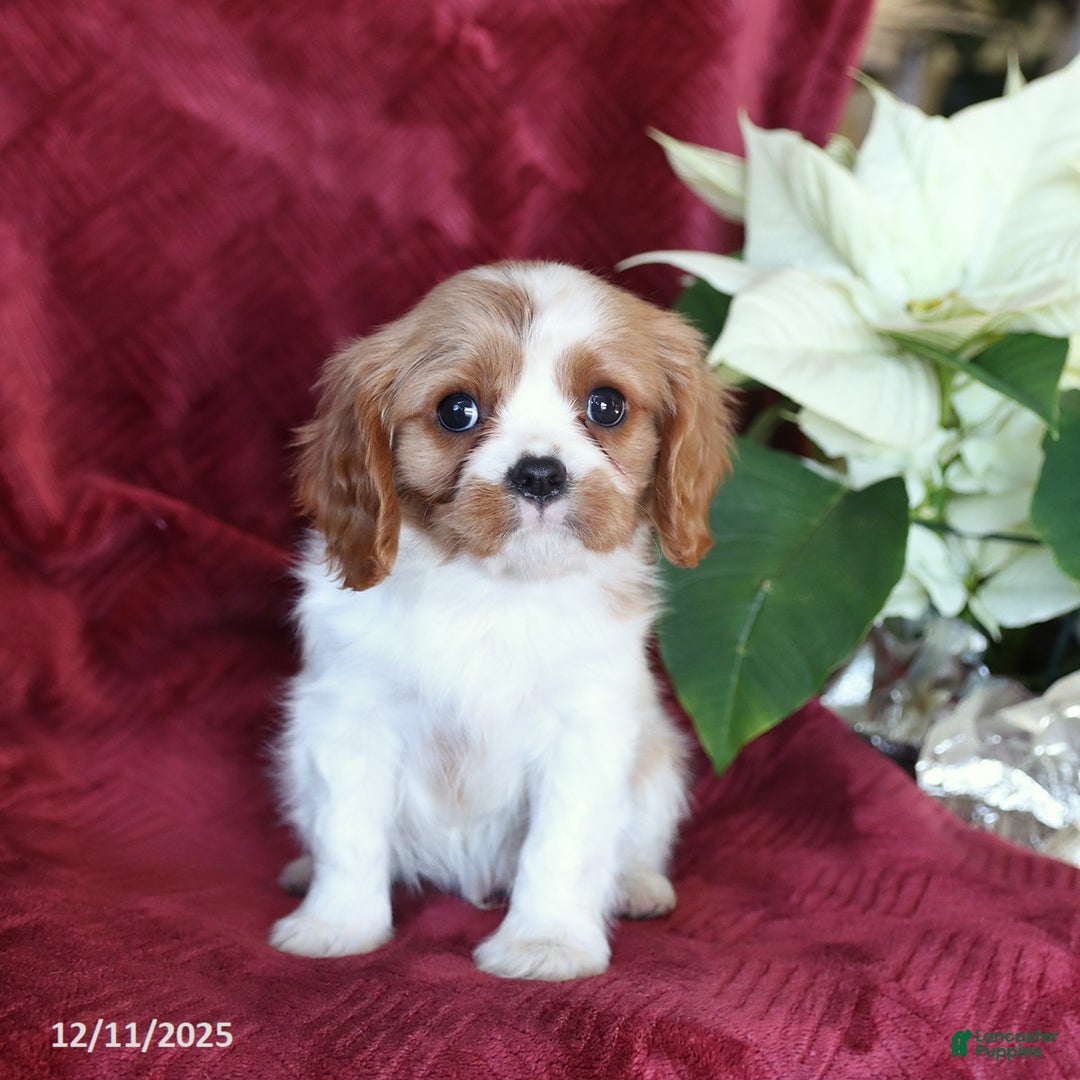 Cavalier King Charles Spaniel dogs for sale: Ace - Ad 3