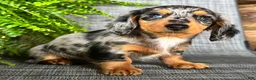 Dachshund dogs for sale: Sadie - Ad 3