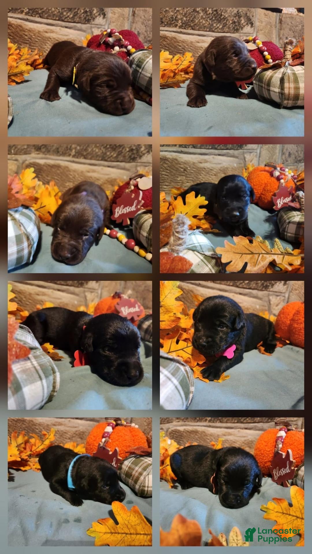 Labrador Retriever dogs Black Male - Ad 35