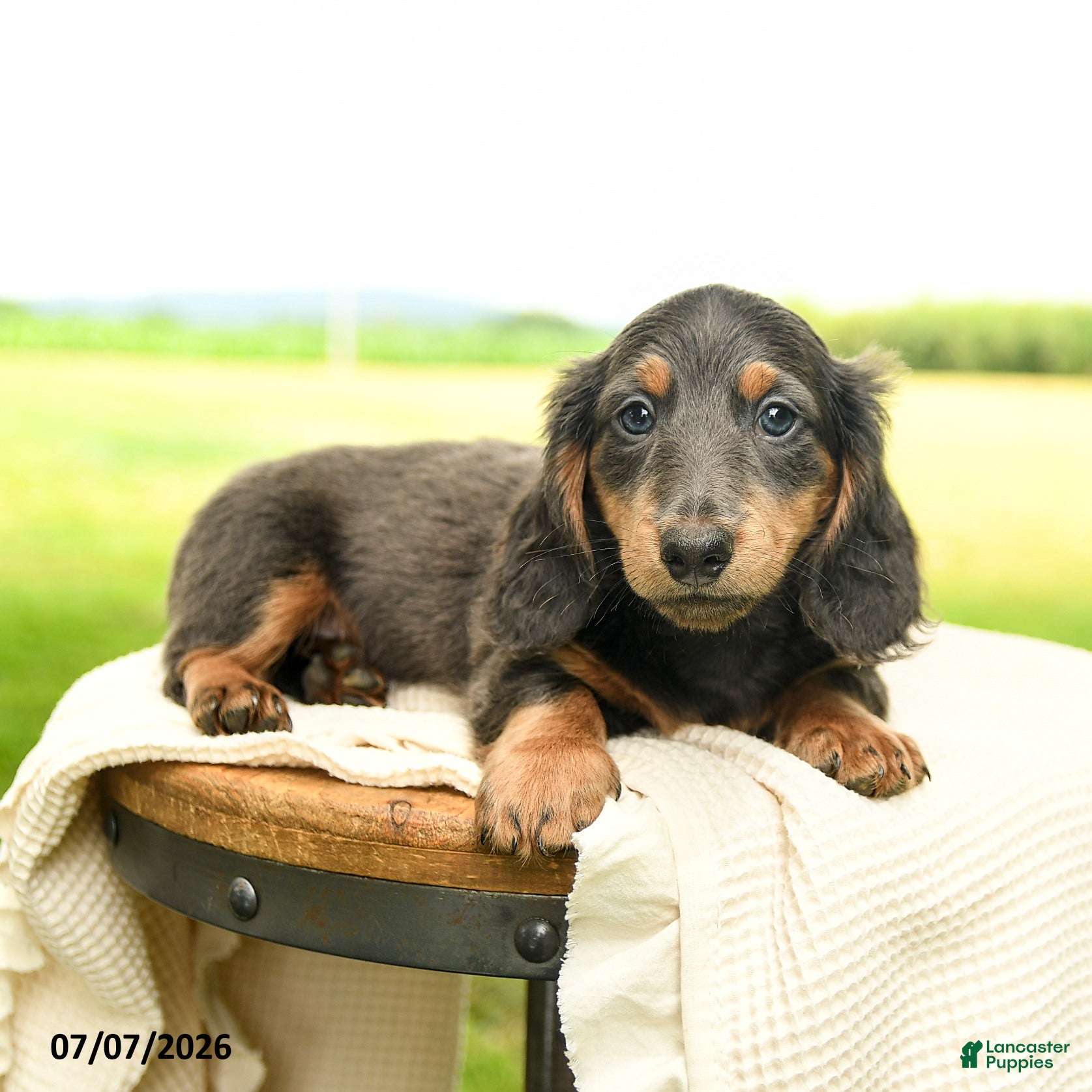 Miniature Dachshund dogs Pepper - Ad 1