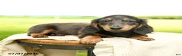 Miniature Dachshund dogs for sale: Pepper - Ad 1
