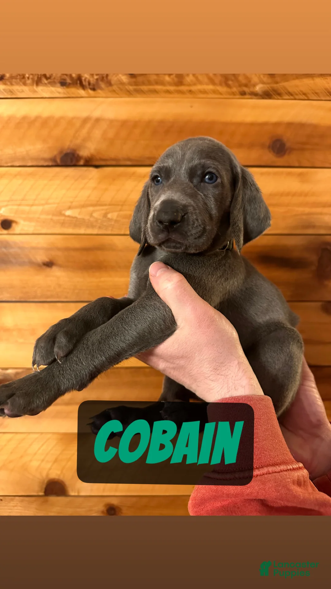 Weimaraner dogs for sale: Cobain  - Ad 1