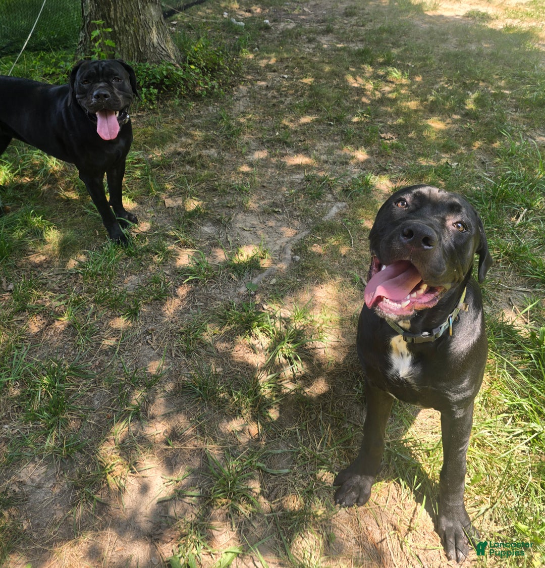 Gallery Image {{count}}