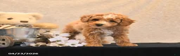 Miniature Poodle dogs for sale: Pixel - Ad 3