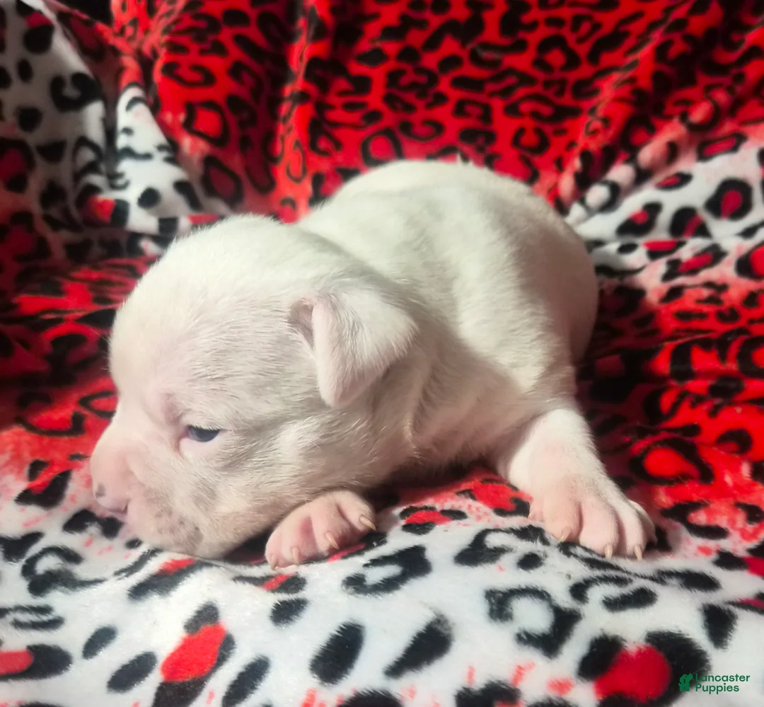 Mixed Breed dogs for sale: "BRAD PITT" - Ad 5