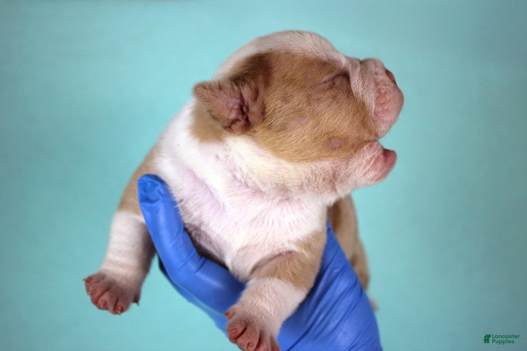 American Bully dogs for sale: Chocolate Merle Male - Ad 4