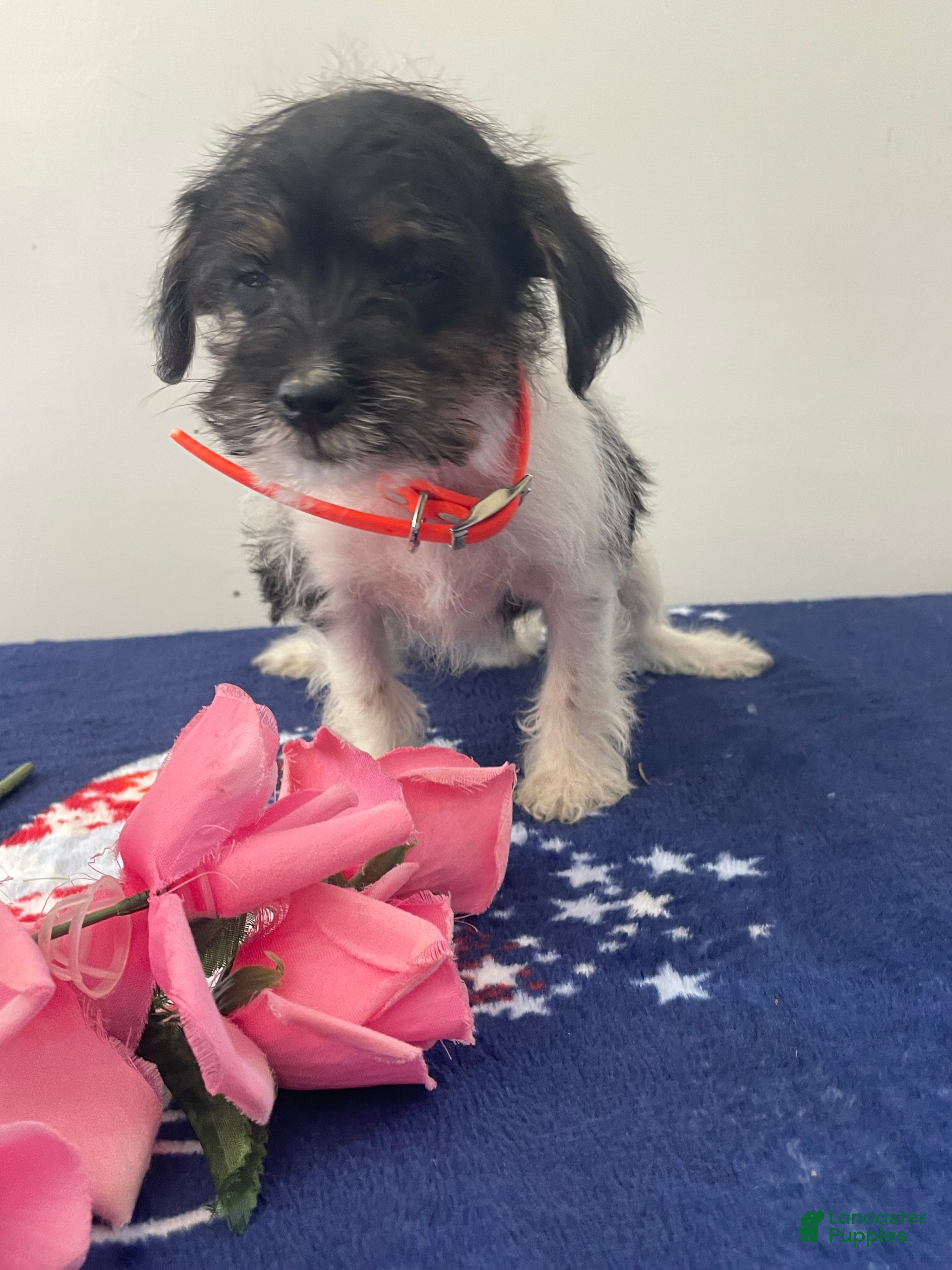 Jackapoo dogs Jackie - Ad 4