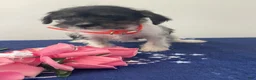 Jackapoo dogs for sale: Jackie - Ad 3