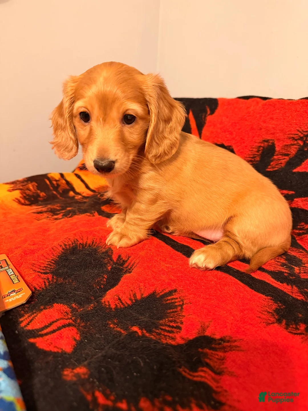 Dachshund dogs for sale: Dachshund Puppy 1 - Ad 7