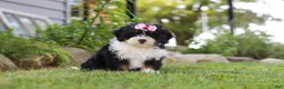 Mini Bernedoodle dogs for sale: Annie - Ad 8