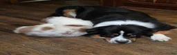 Australian Shepherd dogs for sale: Lucien - Ad 3
