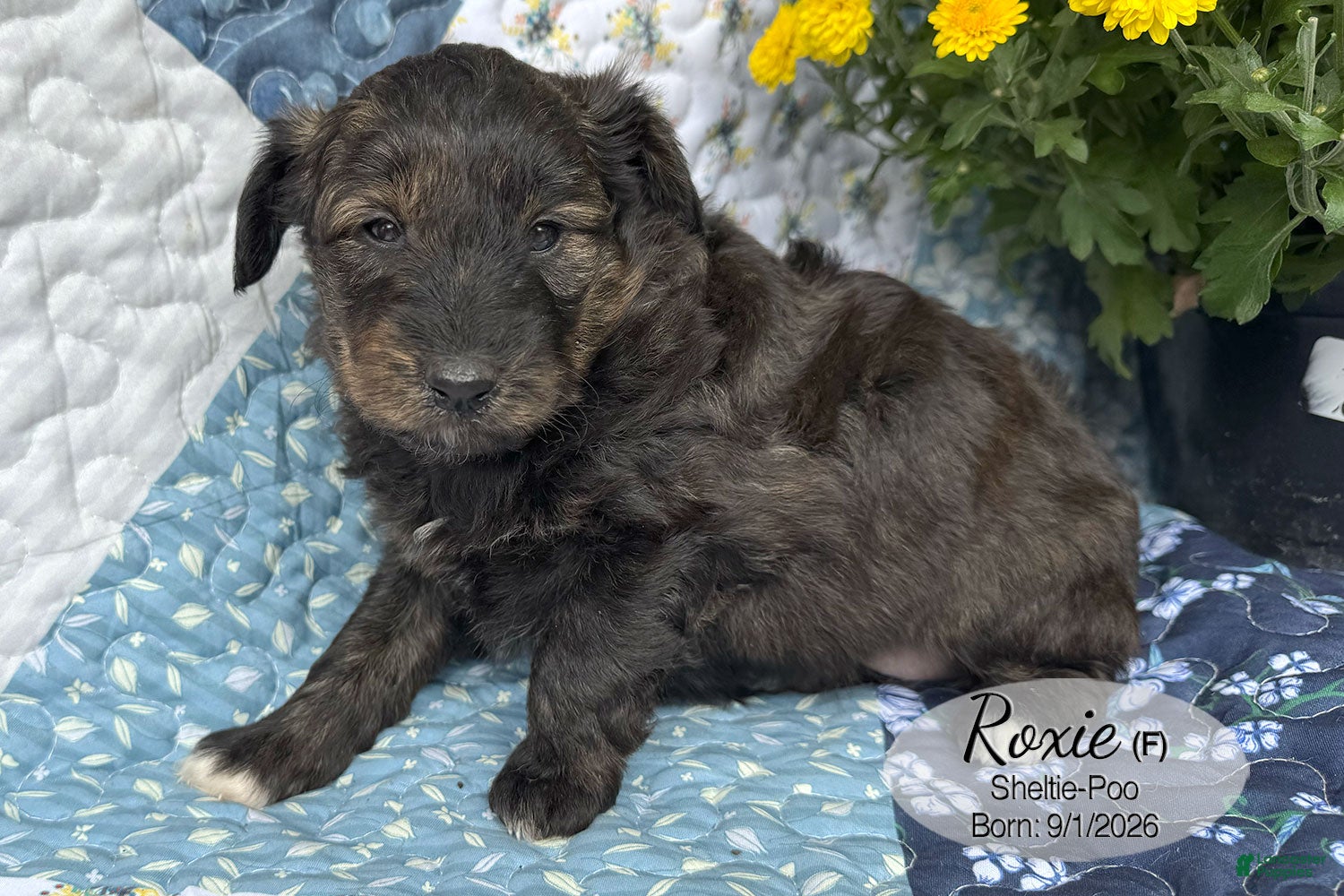 Sheltiedoodle dogs for sale: Roxie - Ad 1