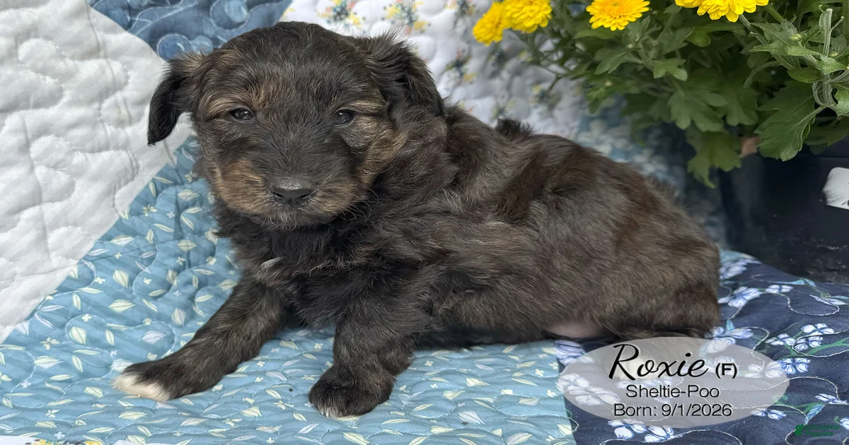 Sheltidoodle Puppies for sale in Detroit, Michigan | Lancaster Puppies