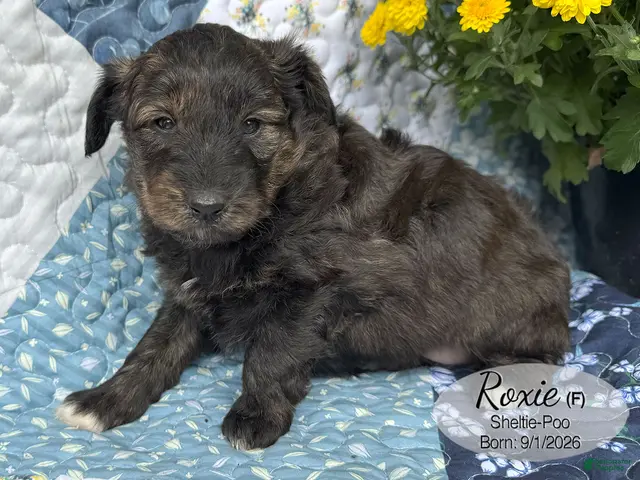 Sheltiedoodle dogs for sale: Roxie - Ad 1