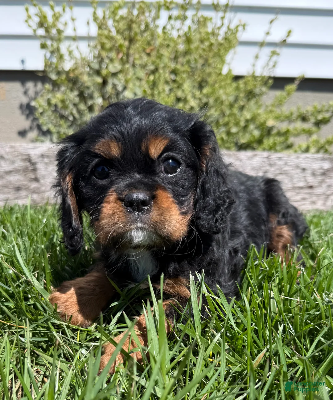 Cavalier King Charles Spaniel dogs for sale: Bella - Ad 2