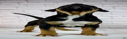 American Bully dogs for sale: XL American Bully Puppy Male - Ad 3